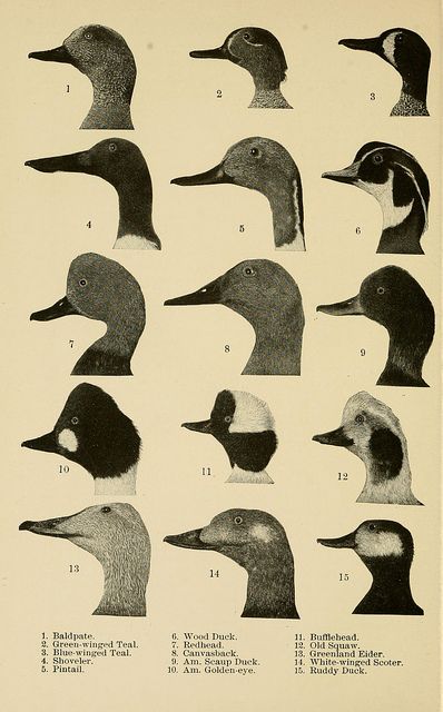 n125_w1150 by BioDivLibrary...duck heads...remember when you were obsessed with duck identification??! Duck Identification, Types Of Ducks, Spotted Cats, Decoy Carving, Duck Illustration, Waterfowl Hunting, Duck Head, Duck Hunter, Science Illustration