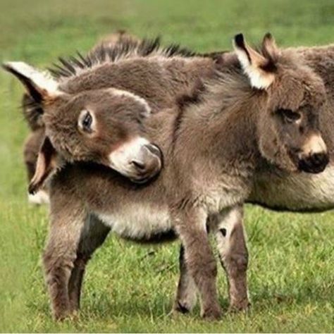 18 mini donkeys that will make you wanna sell your house and move to the country – SheKnows Baby Donkey, Mini Donkey, Miniature Donkey, Cute Donkey, Funny Puppy, Muddy Paws, Nature Pics, Cute Dog Pictures, Earth Nature