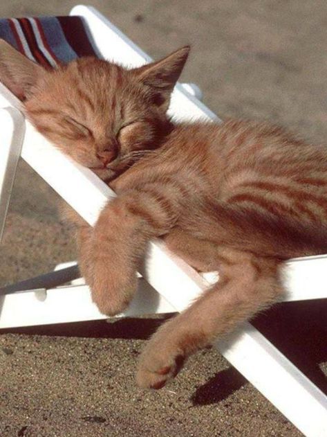 Orange tabby kitten crashes hard. Cat Sleeping, Orange Cat, The Sand, Orange, White