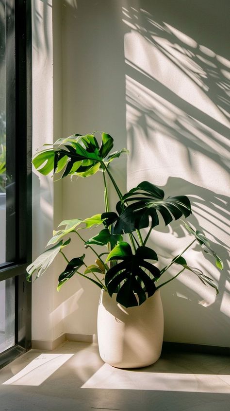 Lush monstera plant in sunlit corner, vibrant green leaves in white pot, indoor greenery decor inspiration. Artificial Plants Decor, Corner Plant, Indoor Greenery, Greenery Decor, White Pot, Monstera Plant, Minimalist Interior Design, Minimalist Home Decor, Minimalist Living