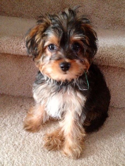 Cute Yorkipoo Puppy Yorkie Poo Puppies, Terrier Poodle Mix, Yorkie Poodle, Top Dog Breeds, Yorkie Poo, Purebred Dogs, Poodle Mix, Lap Dogs, Sweet Dogs