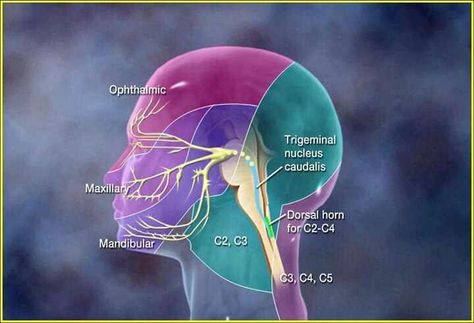 Trigeminal nerve Headache Location, Glossopharyngeal Neuralgia, Trigeminal Nerve, Nerve Anatomy, Daily Headaches, Occipital Neuralgia, Severe Migraine, Head Pain, Chronic Migraines