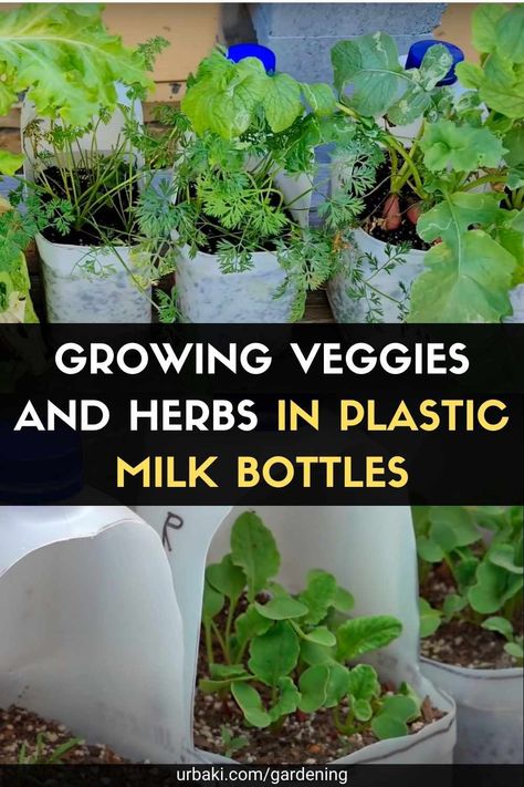 Container gardening doesn't have to be an expensive undertaking. Instead of buying lots of expensive decorative planters, you can create your own containers using recycled containers like milk jugs. A 1-gallon plastic milk jug is large enough to hold an incredible variety of vegetables and can be easily decorated if you want a fancier look in your milk jug garden. There are many vegetables that can be grown in milk jug pots. Some plants are better suited to this method of container gardening... Milk Jug Garden Ideas, Water Jug Planters, Milk Bottle Planters, Gallon Jug Planters, Milk Gallon Planters, Milk Container Ideas, Milk For Plants, Plastic Milk Jug Planters, Milk Jug Greenhouse