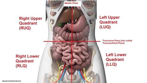 Four Abdominal Quadrants and Nine Abdominal Regions In anatomy and physiology, you’ll learn how to divide the abdomen into nine different regions and four different quadrants. If you plan to enter a... Abdominal Quadrants, Abdominal Regions, Physiology Notes, Quadrants Of The Abdomen, Arterial Blood Gas, Biology Projects, Student Info, Basic Anatomy And Physiology, Pharmacology Nursing