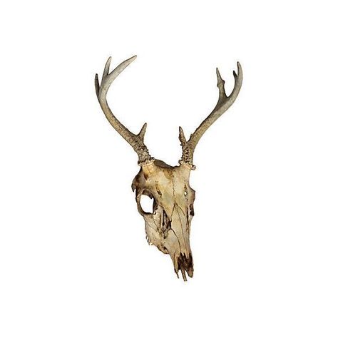 Antler Home Decor, Skulls Decor, Skull Home Decor, Halloween Camping, Png Polyvore, Animal Skull, Collage Board, Deer Skull, Deer Skulls