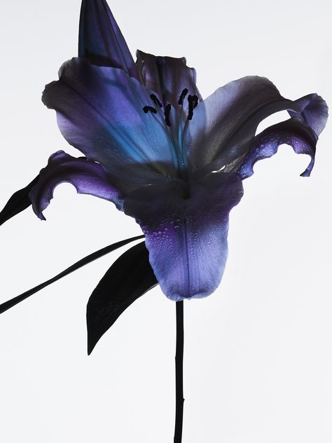 Flower Icons, Nothing But Flowers, Iris Flowers, Purple Flower, Flowers Nature, Art Plastique, Still Life Photography, Blue Aesthetic, Pretty Flowers