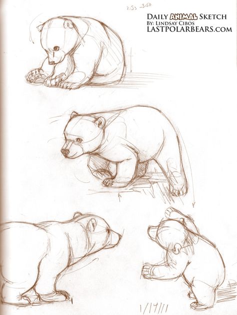 sketching brown bears | ... .lastpolarbears.com/dailysketch/daily-animal-sketch-baby-polar-bears Bear Cub Sketch, Baby Bear Drawing, Bear Sketches, Grizzly Bear Cub, Bear Sketch, Animal Sketch, Baby Polar Bears, Pencil Drawings Of Animals, Animal Drawings Sketches