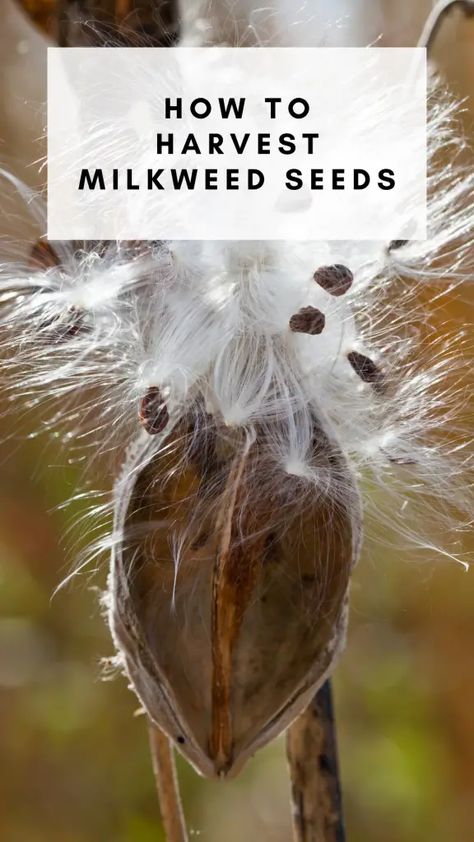 Harvesting Seeds, Milkweed Pods, Milkweed Seeds, Milkweed Plant, Monarch Caterpillar, Monarch Butterflies, Native Garden, Gardening Gloves, Fall Plants