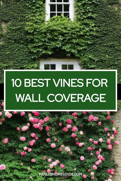 Discover the best vines to cover a wall and add beauty to your garden with these fast-growing plants. Whether you're looking for climbing plants like English Ivy or Climbing Clematis, or you need plants to cover a fence and wall, these trellis plants are perfect for creating a lush green backdrop. Cascading plants for a wall garden offer an elegant touch, while fast growing vines provide quick coverage for any space. Vines Growing On House, Growing Vines On House, Climbing Vines Fence, English Ivy Outdoor, Fence Vines, Vine Fence, Wall Climbing Plants, Cascading Plants, Climbing Plants Trellis