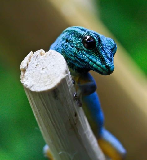 Nature is Lit on Twitter: "🔥 Turquoise Dwarf Gecko Conservation Status: Critically Endangered… " Day Gecko, Blue Day, Gecko, Electric Blue, Turquoise, Blue