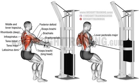 Squats Exercise, Gluteus Maximus, Leg Workouts Gym, Fitness Studio Training, Good Back Workouts, Cable Workout, Cable Row, Squat Workout, Weight Training Workouts