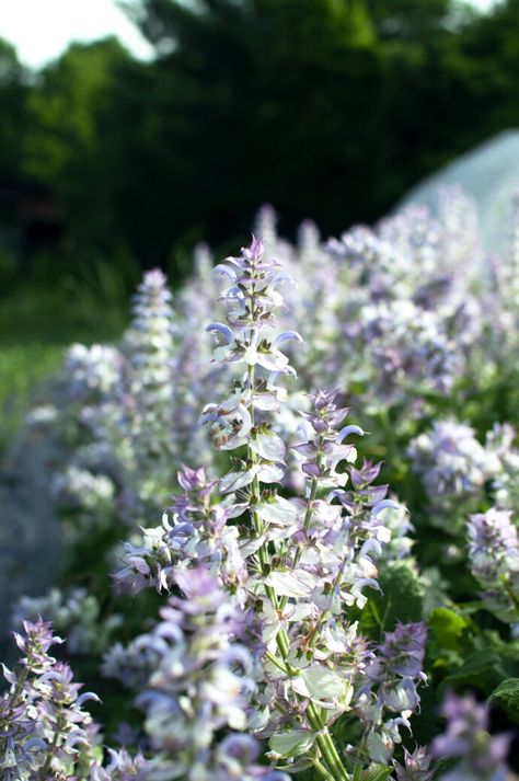 Flowers for Health & Immunity – Clary Sage Clary Sage Plant, Sage Plant, Clary Sage Oil, Salvia Sclarea, Modern Study, Facial Steaming, Sage Oil, Herbal Infusion, Plant Aesthetic