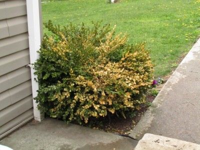 Boxwood Shrubs, Boxwood Bush, Boxwood Landscaping, Boxwood Tree, Box Wood Shrub, Boxwood Garden, Boxwood Plant, Boxwood Hedge, Garden Fun