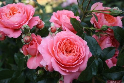 'Pink Abundance' Rose Photo Floribunda Rose, Floribunda Roses, Best Roses, Red Veins, Full Sun Plants, Stone Roses, Rose Photo, Citrus Fragrance, Sun Plants