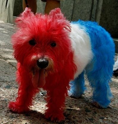 This American celebrates his freedom to dye his hair however he chooses! | 23 Freedom-Lovin' Dogs Patriotic Puppy, Dog Hair Dye, 4th Of July Photos, Creative Grooming, 4th Of July Cake, American Dog, Independance Day, Patriotic Dog, Poor Dog