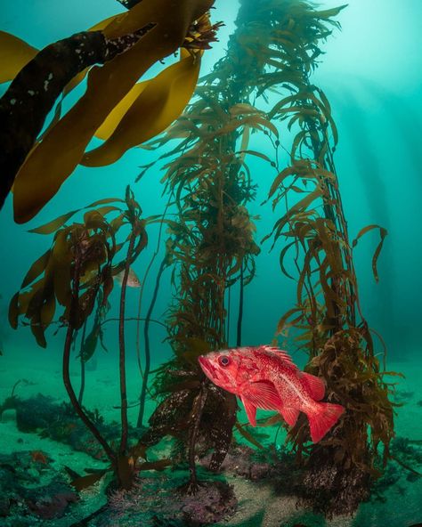 Monterey Bay Aquarium on Instagram: “Vermilion rockfish are kelp forest royalty. Their regal robes of red and glimpses of gallant grey, revealed in this photo by the diver’s…” Aquarium Craft, Fish Tank Themes, Ocean Images, Fauna Marina, Tropical Fish Aquarium, Kelp Forest, Fish For Sale, Aquarium Accessories, Monterey Bay Aquarium