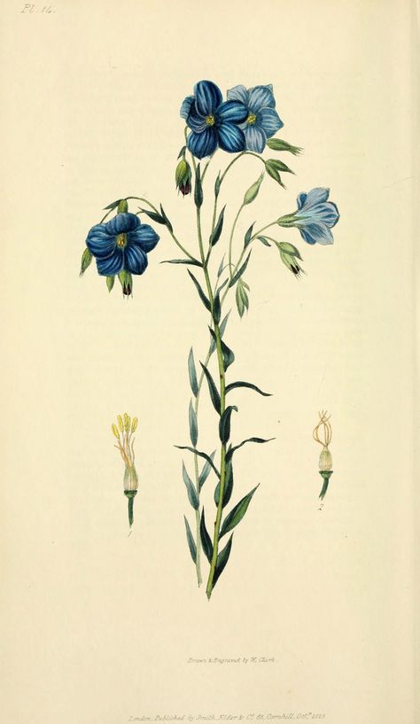 n67_w1150 | Flora conspicua London :Longman, Rees, Orme, Bro… | Flickr Botanical Drawings, Draw On Photos, Vintage Botanical, Wonderful Images, Botanical Illustration, Botanical Art, Botanical Prints, Photographic Prints, Online Printing