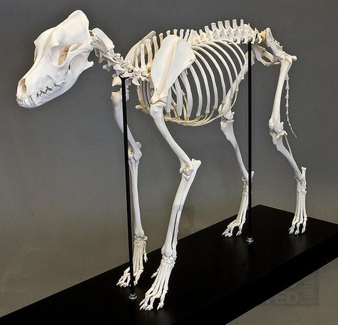 Articulated Skeleton, Canine Skull, Dog Skull, Hounds Of Love, Skull Reference, Dog Skeleton, I Need You Love, Vulture Culture, Animal Anatomy