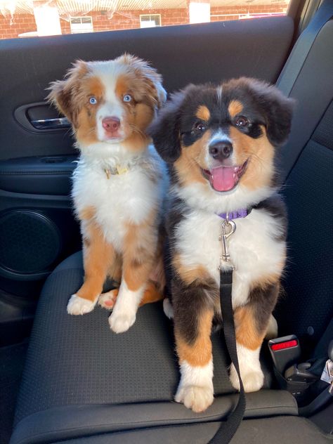 Australian Shepherd Chihuahua, Cute Medium Dogs, Golden Aussie Puppy, Mini Aussie Shepherd Full Grown, Cute Aussie Puppies, Toy Aussie Full Grown, Mini Aussie Full Grown, Mini Australian Shepherd Full Grown, Aussie Retriever