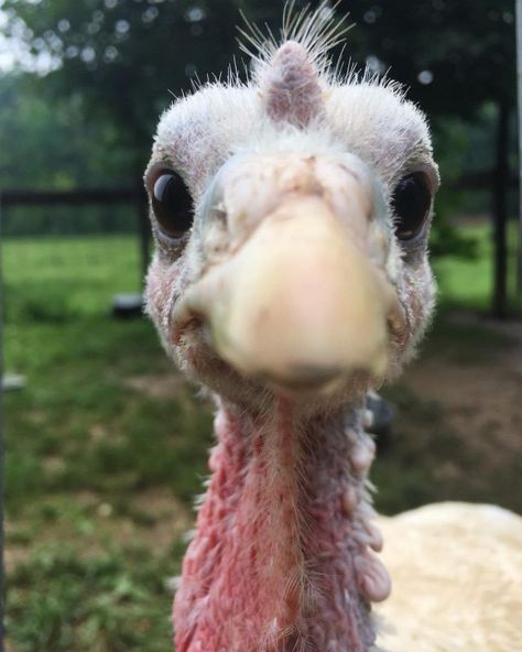 Turkey Animal Aesthetic, Pet Turkey House, Pet Turkey, Baby Turkey, Backyard Chicken Farming, Funny Turkey, Green Planet, Cute Chickens, Backyard Chickens