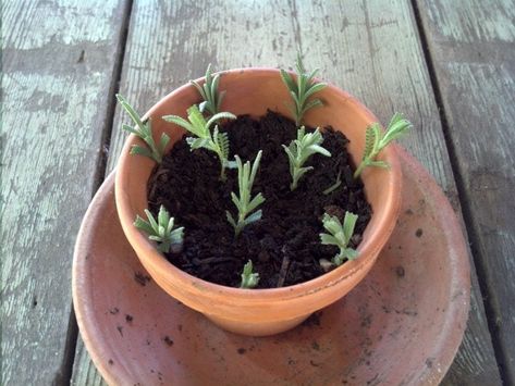 Lavender Cuttings, Propagate Lavender, Lavender Potted Plant, Pallet Planters, How To Propagate Lavender, Spanish Lavender, Lavender Plants, Flower Containers, Growing Lavender