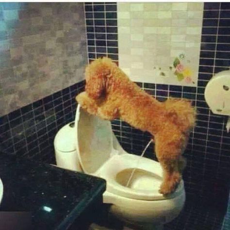 Dog peeing in toilet potty humor Dog Potty Training, Dog Pee, Anaconda, Funny Animal Pictures, Animal Photo, Toilet Seat, Bones Funny, My Dog, The Bathroom