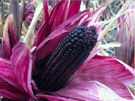 These pictures are wild. Peruvian Corn, Corn Cereal, Purple Corn, Corn Seed, Purple Carrot, Corn Plant, Yellow Corn, Fermented Drink, Corn Kernel