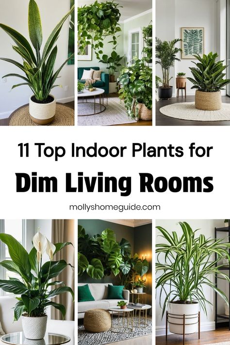 Enhance your living space with the best indoor plants for low-light environments. Discover hard-to-kill, low-maintenance houseplants perfect for beginners or those with dark corners in their home. Create a care-free indoor garden with plants that don't need sunlight, ideal for bathrooms without windows. From indoor succulents to cat-safe options, these low-effort plants are not only beautiful but also great decor pieces. Plant Area In Living Room, Decorating With Plants In Living Room, Dim Living Room, Bathrooms Without Windows, Low Light Plants Indoor, Bathroom Without Windows, Indoor Plants For Low Light, Indoor Plants Decor Living Room, Plants For Low Light