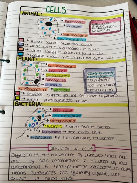 Bio Cell Notes, Basic Biology, Cells Notes Biology, Cell Biology Notes Aesthetic, Bio Notes Aesthetic, Cell Revision Notes, Biology Cell Organelles Notes, Biology Notes Ideas, Basic Biology Notes