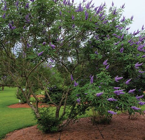 Louisiana Super Plants: Shoal Creek Chaste Tree Vitex Tree, Small Landscape Trees, Tree Transplanting, Vitex Agnus Castus, Chaste Tree, Dream Yard, Single Tree, Crape Myrtle, Attracting Bees