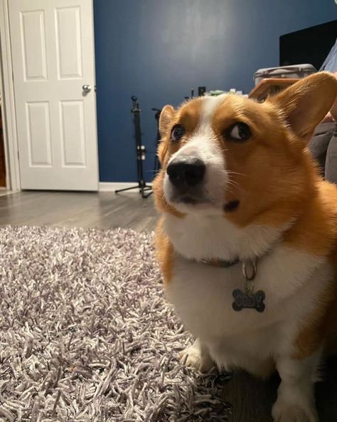 Someone Recommended I Post This Pic Of Our Cody On This Page. I Think He’s Disapproving Of The Ghost Behind Me Corgi Reaction Pic, Funny Dogs Pics, Funny Corgi Pictures, Dog Memes Funny, Funny Dog Pics, Cute Dogs Funny, Cute Dog Pics, Corgi Cute, Too Cute To Handle