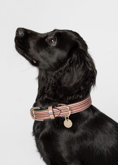 Looking to up your pup's dog park fashion game? Check out 16 seriously stylish luxury high-end dog collars and leashes right here that do exactly that! Image via Paul Smith feat. Paul Smith Signature Stripe Leather Dog Collar, black English Cocker Spaniel puppy #luxury #designerdogcollar #fancy #cockerspaniel Dachshund Collar, Wicker Dog Bed, English Cocker Spaniel Puppies, Dog Room Decor, Dogs Images, Movie Outfits, Dog Room, Collars And Leashes, Dachshund Gifts