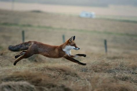 Fox Running, Running Art, Fantastic Fox, Running Photos, Fox Photography, Arte Doodle, Fox Drawing, Fox Pictures, Foxes Photography