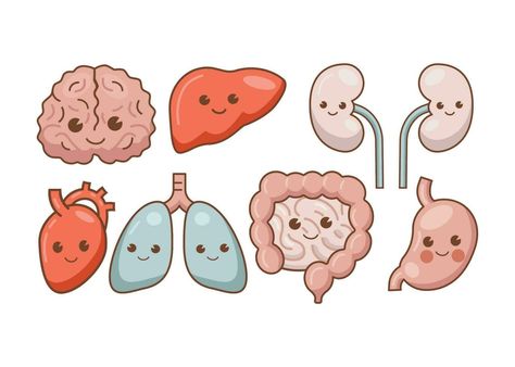 Anatomy Organs, The Cartoon, Human Anatomy, Cartoon Illustration, Anatomy, Vector Art, Vector Free, Royalty Free, Clip Art