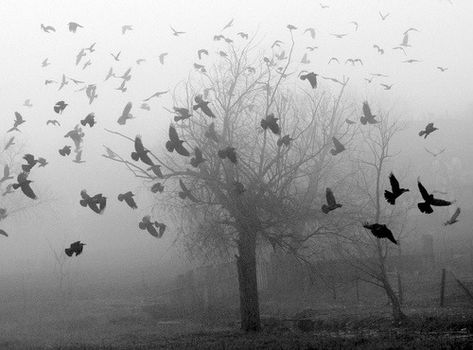 House Blackwood Aesthetic, Blackwood Aesthetic, House Blackwood, Asoiaf Aesthetic, House Aesthetics, Box Makeover, Foggy Day, Yennefer Of Vengerberg, Flock Of Birds