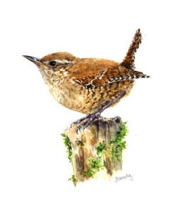 Wren Drawing, Winter Wren, Carolina Wren, Bird Artists, Bird Watercolor Paintings, Watercolor Journal, Drawing Easy, Bird Pictures, Bird Drawings