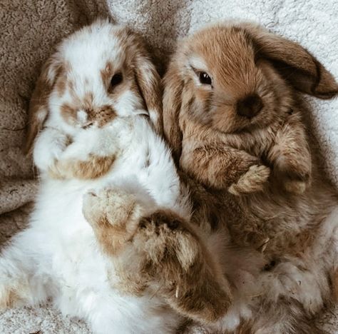 Pet Bunny Rabbits, Cutee Animals, Cute Bunny Pictures, Cute Animals Puppies, Very Cute Dogs, Pet Bunny, Cute Bunnies, Super Cute Animals