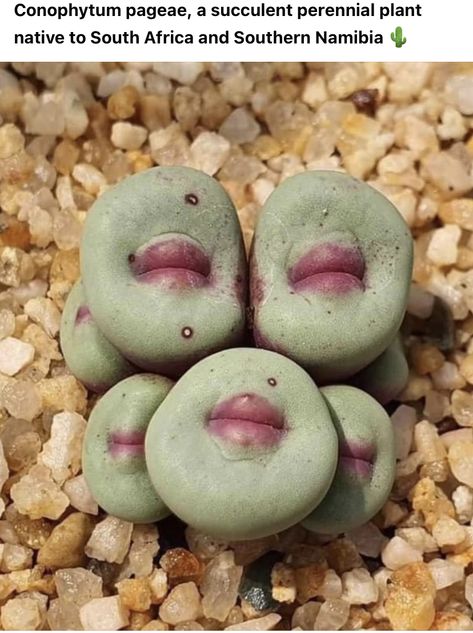 Mimicry Plant, Lithops Succulents, Bali Decor, Cactus Planta, Sloped Backyard, Succulent Garden Design, Weird Plants, Succulent Garden Diy, Succulent Gardening