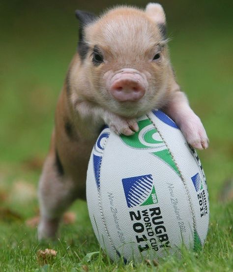 Rugby Jokes, Rugby Motivation, Rugby Images, Rugby Wallpaper, Rugby Funny, Pigs Farm, Rugby Pictures, Pig Cute, Springbok Rugby