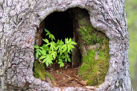 plants in hollow tree, tree, trunk, hole, leaves, plant, green, moss, bark, nature, shenandoah, national, park, gnarled, lichen, tree eyes, knothole, tree cave, brown, gnarly, detail, old, grey, outdoors, hollow, free photos, free images, royalty free Tree Swallow, Hollow Tree, Sea Wallpaper, Shenandoah National Park, Wood Ducks, Tree Frogs, Bird Species, Blue Ridge, A Tree