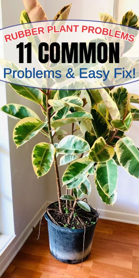 "Discover the top 11 common rubber plant problems and how to solve them effectively. From leaf drop to pest infestations, learn essential care tips, troubleshooting techniques, and expert advice to keep your rubber plant healthy and thriving. Perfect for plant enthusiasts and beginners alike! #RubberPlant #PlantCare #Houseplants #GardeningTips #IndoorPlants" Rubber Tree Plant Care, Tineke Rubber Plant, Rubber Plant Indoor, Plant Meanings, Rubber Plant Care, Plant Leaves Turning Brown, Rubber Tree Plant, Plant Indoor, Ficus Elastica