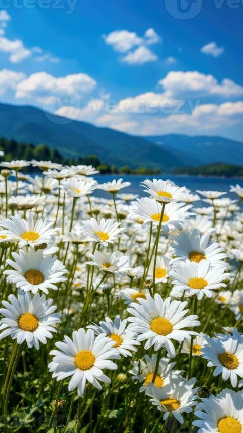 Daisy field landscape for wallpapers Bright Landscape Photography, Daisy Landscape, Daisy Flower Field, Meadow Of Flowers, Landscape Field, Purple Butterfly Wallpaper, Field Of Daisies, Metal Cart, Flower Background Images