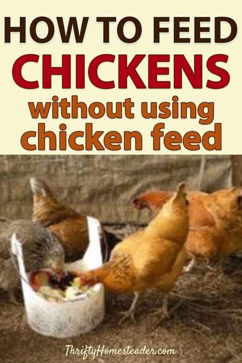 Feeding Chickens Scraps, Chicken Feeding Ideas, Chicken Plants, Chicken Scraps, Chicken Feed Diy, Feed Chickens, Food For Chickens, Feeding Chickens, Pastured Poultry