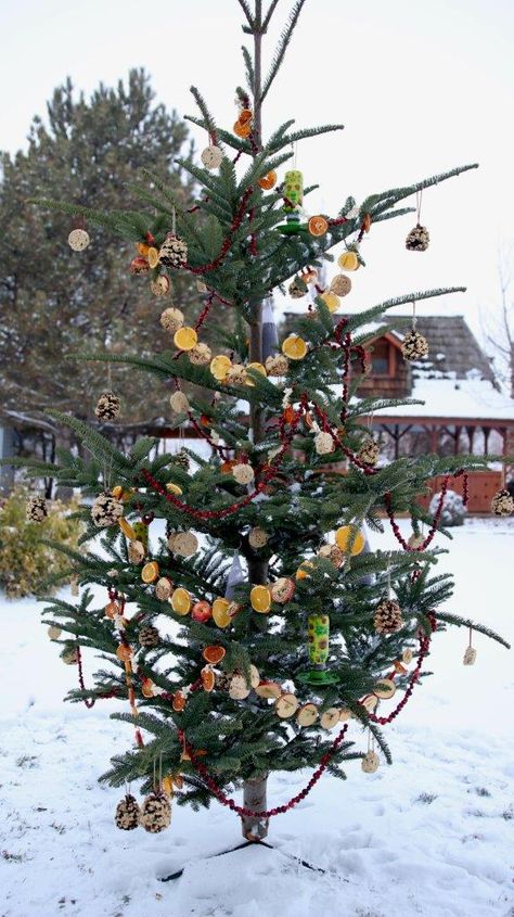 Once the holidays are over, put your Christmas tree to good use, outside! Decorate it with ornaments you make for non-migrating birds. Find ideas on bird decor right here! Outdoor Xmas Tree, Outdoor Christmas Tree Decorations, Backyard Birds Sanctuary, Garden Answer, Bird Treats, Outdoor Christmas Tree, Christmas Planters, Christmas Is Over, Outdoor Trees