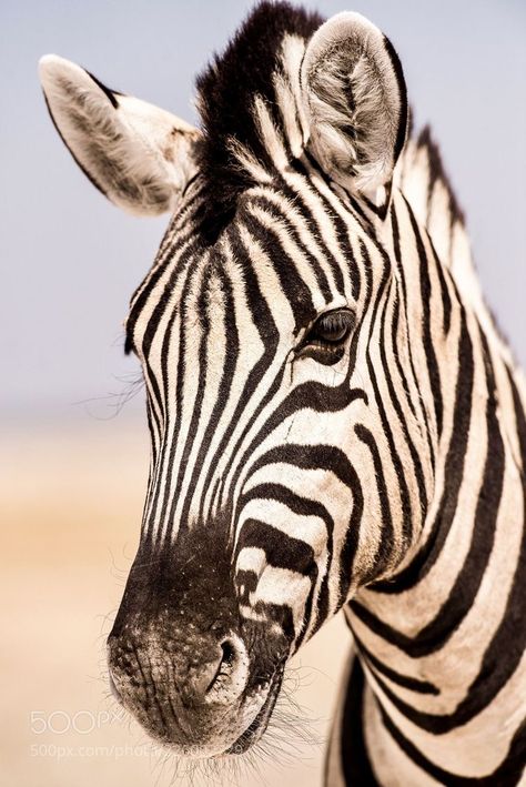 African Animals Photography, Zebra Art, Tropical Animals, Animal World, Canvas Paint, Animal Brooch, African Wildlife, George Michael, African Animals