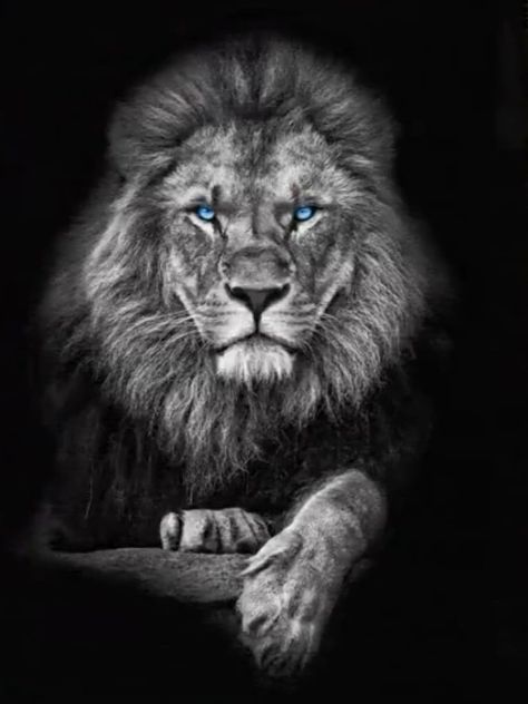 Lion Live Wallpaper, Black And White Lion, Regnul Animal, Lion Head Tattoos, Lion Photography, Lions Photos, Lion Poster, Lion Tattoo Design, Lion Painting