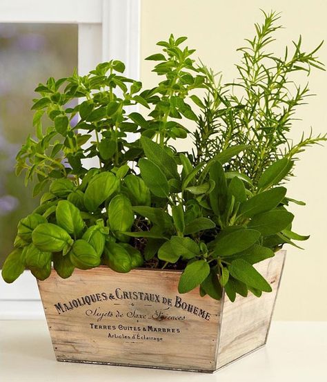 Herb COntainers  | Container and Herb Garden Ideas for Small Spaces Diy Container Gardening, Container Herb Garden, Herb Garden In Kitchen, Diy Herb Garden, Herb Containers, Kitchen Herbs, Indoor Herb Garden, Herbs Indoors, Garden Containers