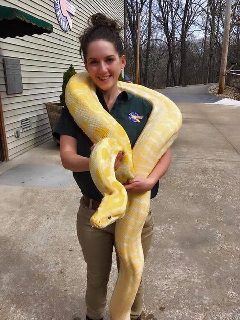 Albino Burmese Python, Nina Vibes, Albino Python, Pet Aesthetic, Pet Snakes, Danger Noodles, Burmese Python, Cool Snakes, Boa Constrictor