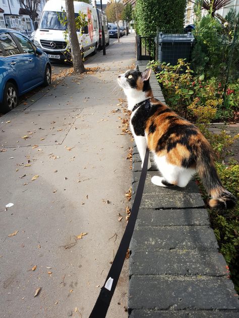 Walking Cat On Leash, Cat On Leash Aesthetic, Cats On Leashes, Cat On Leash, Cat On A Leash, Cat Talking, Paradise House, Walk Outside, F2 Savannah Cat