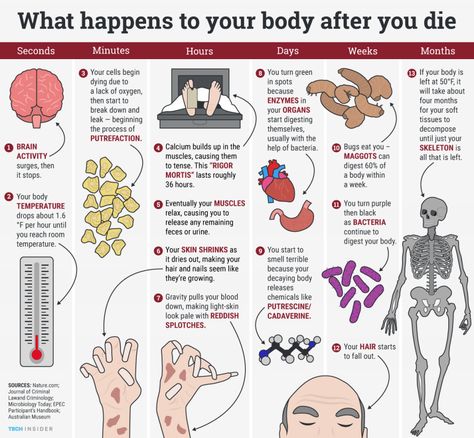 What happens to your body when you die Otp Prompts, Forensic Anthropology, Forensic Psychology, Writing Instruction, Forensic Science, Medical Knowledge, Book Writing Tips, After Life, Forensic